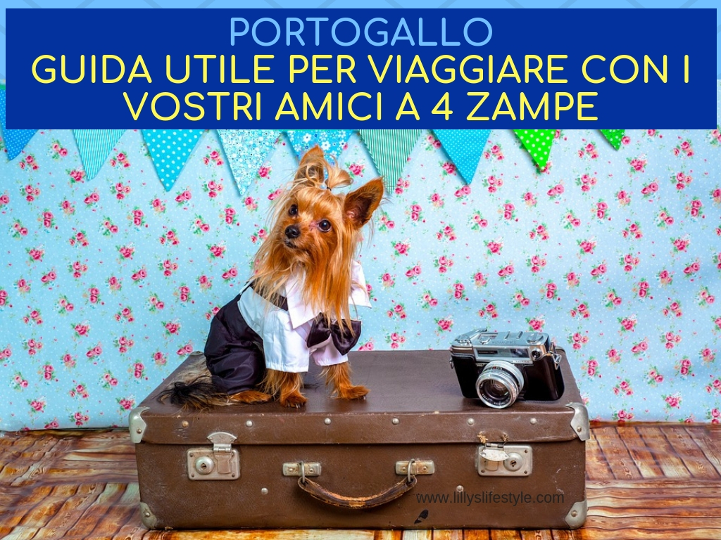 a lisbona con il cane