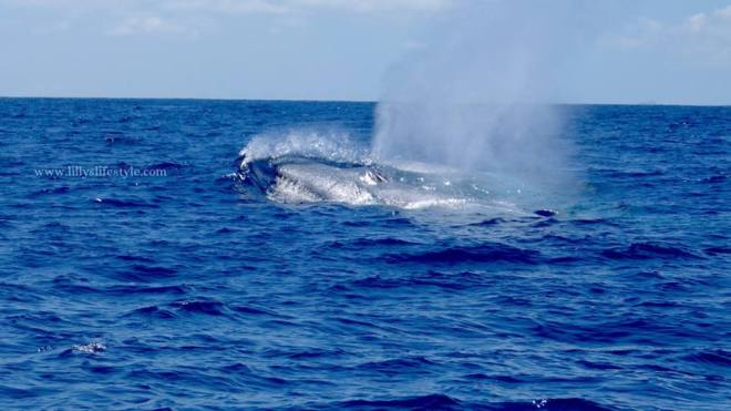 balena terceira azzorre portogallo