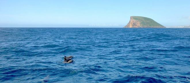 delfini terceira azzorre portogallo