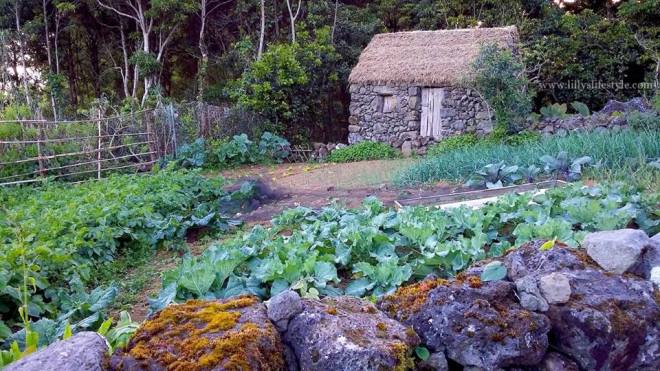 quinta do martelo terceira azzorre portogallo