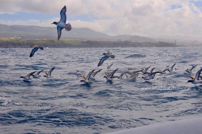 terceira azzorre portogallo