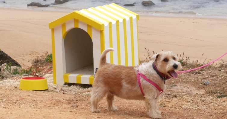 portogallo cani in spiaggia