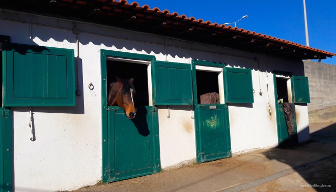ippodromo cavalli lisbona