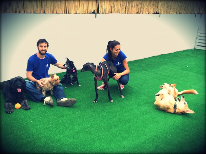 asilo cani lisbona asilo cani lisbona