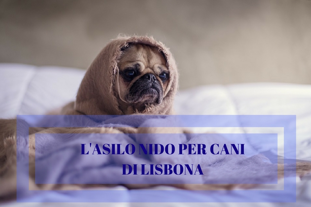 asilo nido cani lisbona