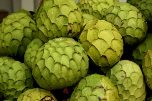 Risultati immagini per fruta anona azzorre