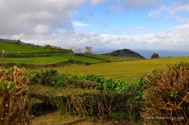 gorreana são miguel azzorre