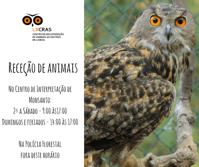 recupero animali lisbona