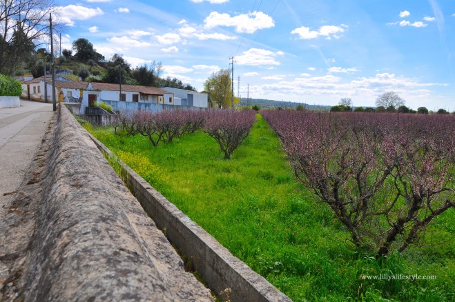 arripiado portogallo ciliegi fiore