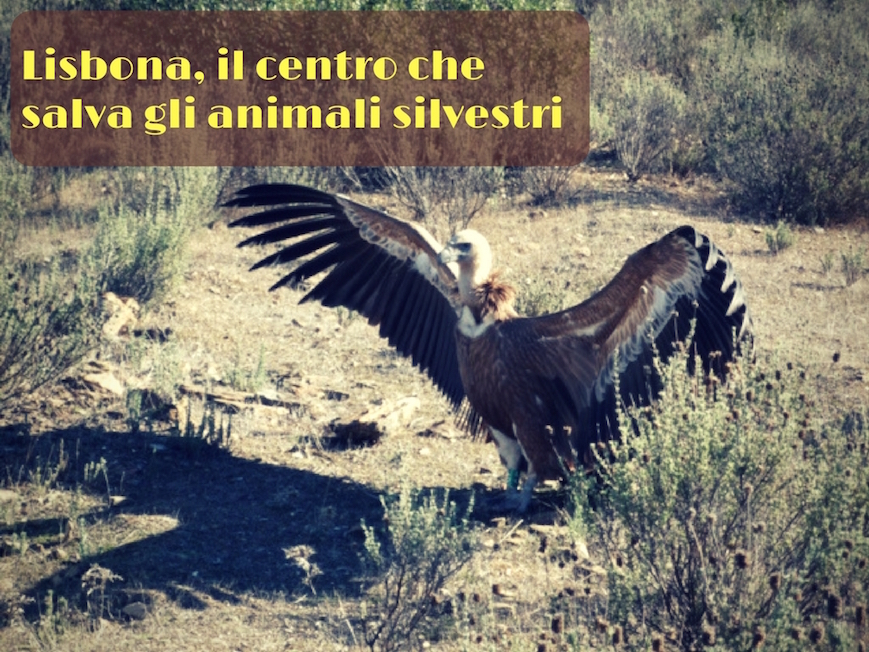centro riabilitazione animali lisbona