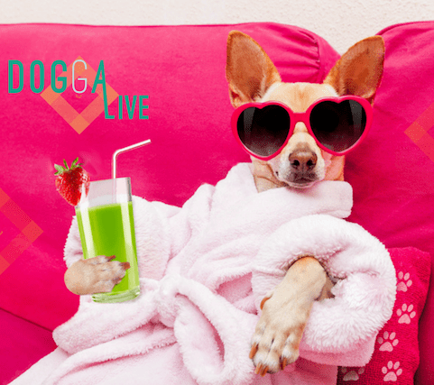 festival cani portogallo