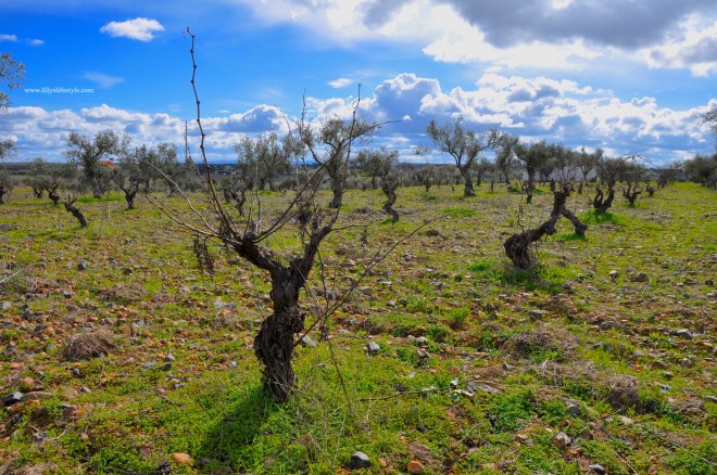 prova vini alentejo portogallo