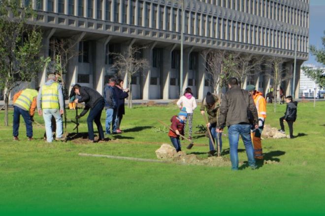 alberi portogallo eventi ecologia lisbona