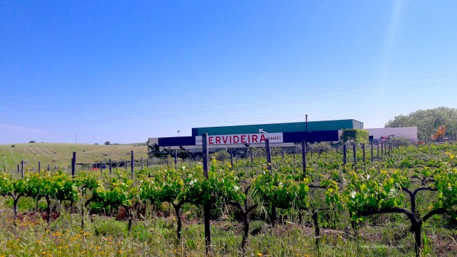 vini alentejo portogallo