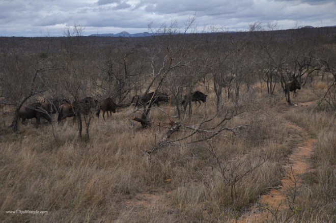 quali animali si possono trovare safari parco kruger 