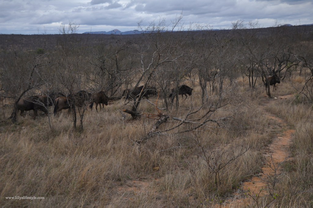 quali animali si possono trovare safari parco kruger