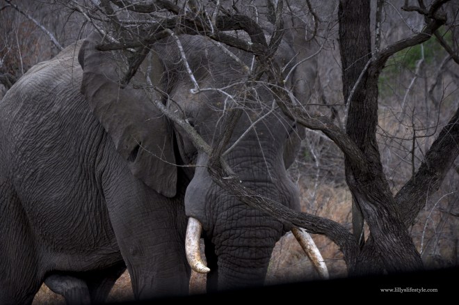quali animali si possono trovare safari parco kruger