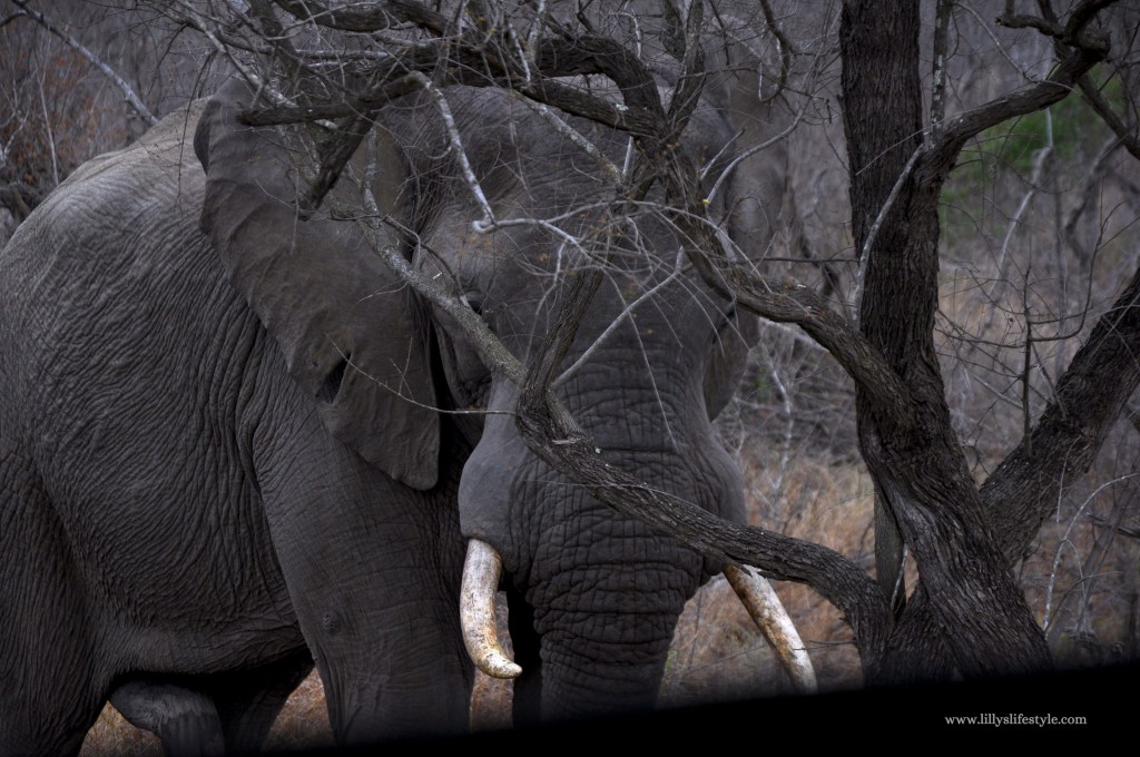 quali animali si possono trovare safari parco kruger