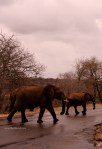 elefanti safari parco kruger sudafrica