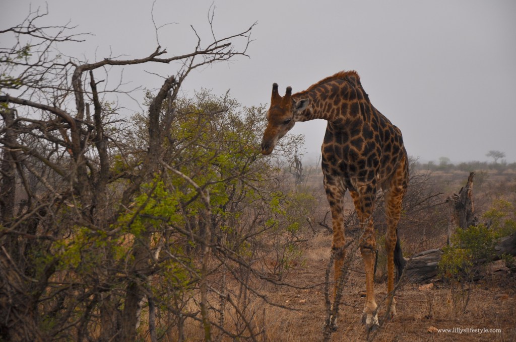 safari parco kruger gli animali