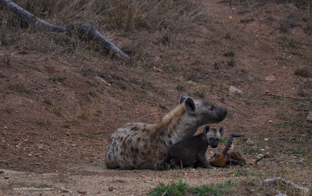 safari parco kruger gli animali