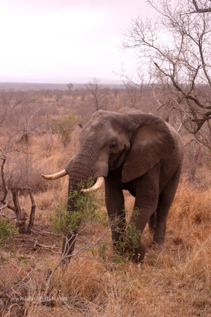 quali animali si possono trovare safari parco kruger