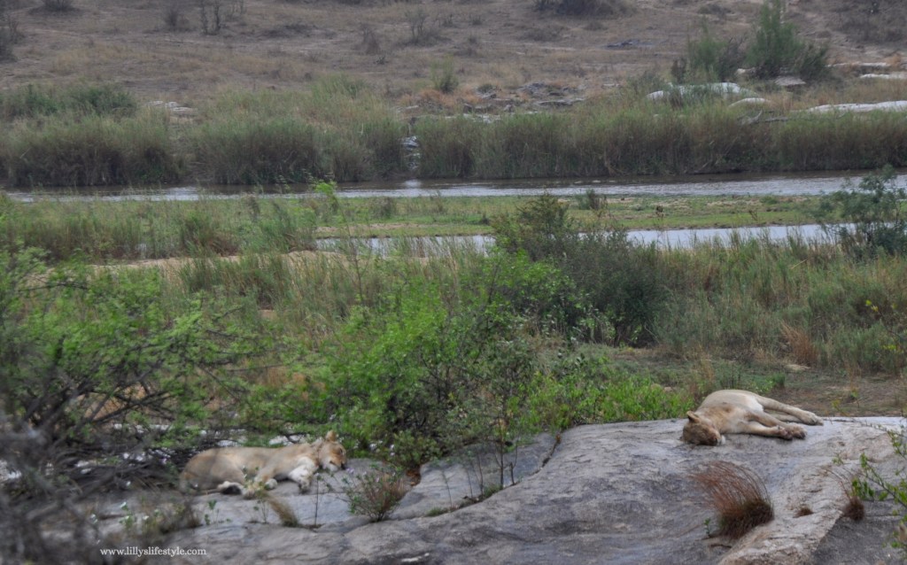 safari parco kruger gli animali