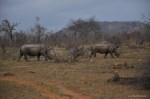 rinnoceronti parco kruger sudafrica