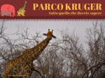 safari parco kruger copia
