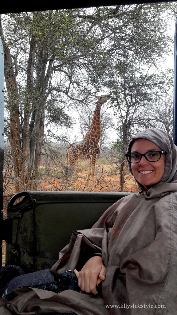 giraffa parco kruger sudafrica