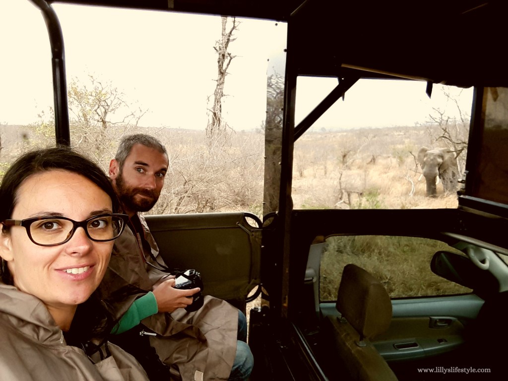 elefante parco kruger sudafrica