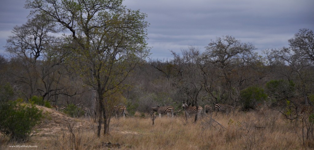 quali animali si possono trovare safari parco kruger