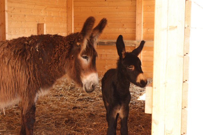vita rurale asini alcochete portogallo
