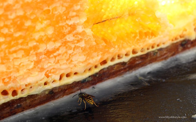 fava di miele portoghese