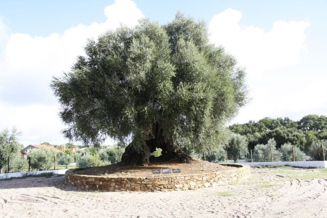 albero ulivo portogallo