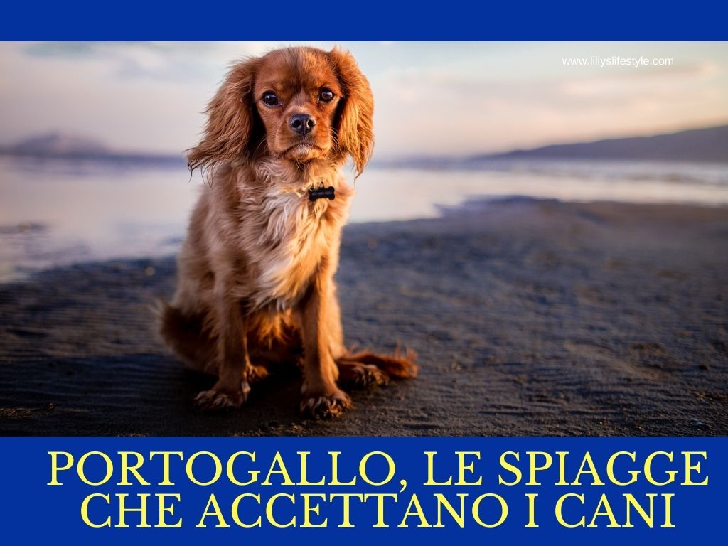 portogallo cani in spiaggia