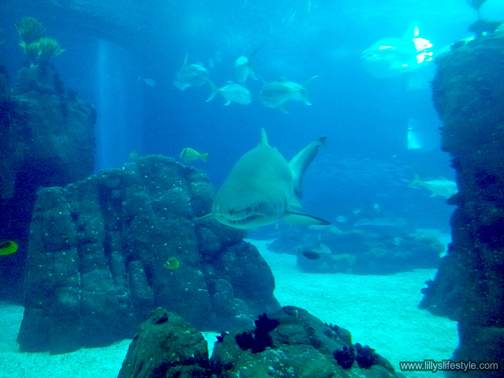 cosa visitare lisbona