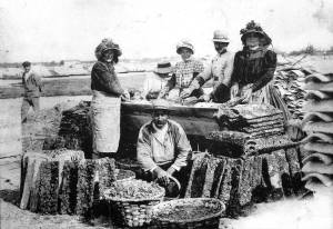 ostriche francia arcachon allevatori