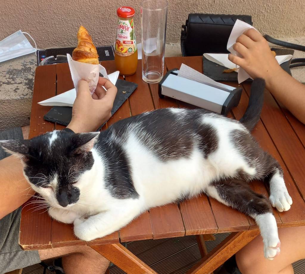 caffetteria braga portogallo con gatti
