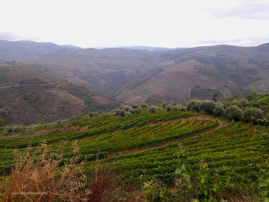 portogallo vigne alto douro