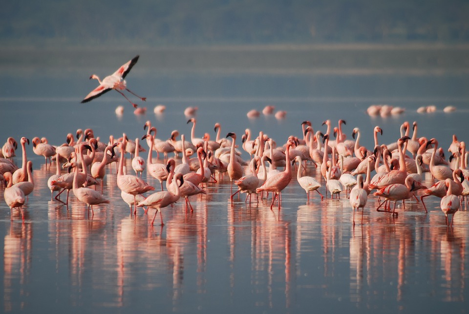 fenicotteri visita saline alcochete lisbona