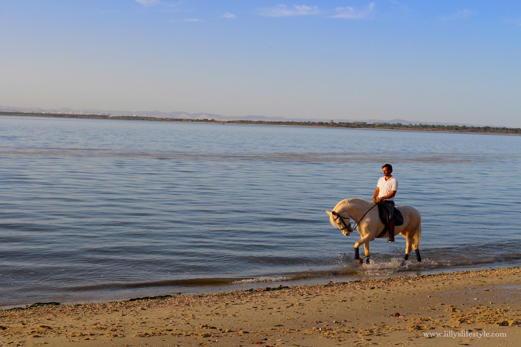 cavallo in spiaggia portogallo