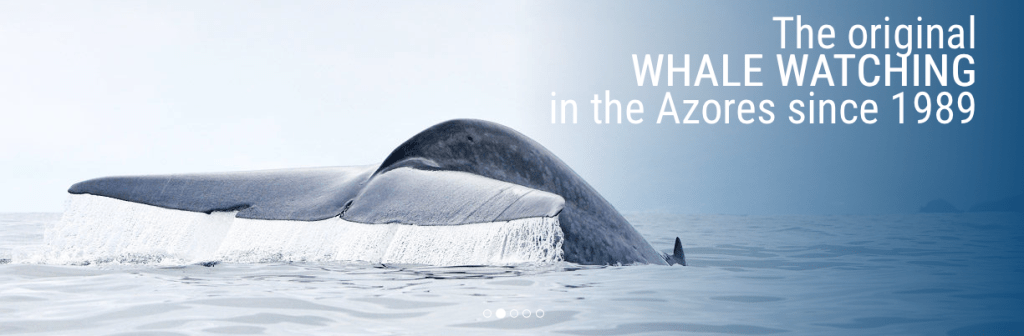 balene azzorre isola pico