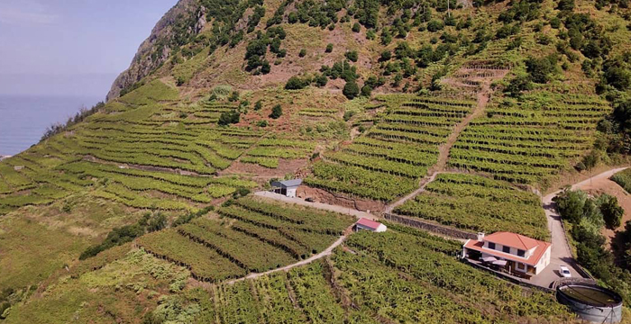 visita vigne madeira