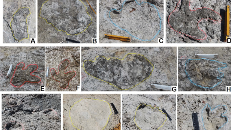 orme dinosauri portogallo