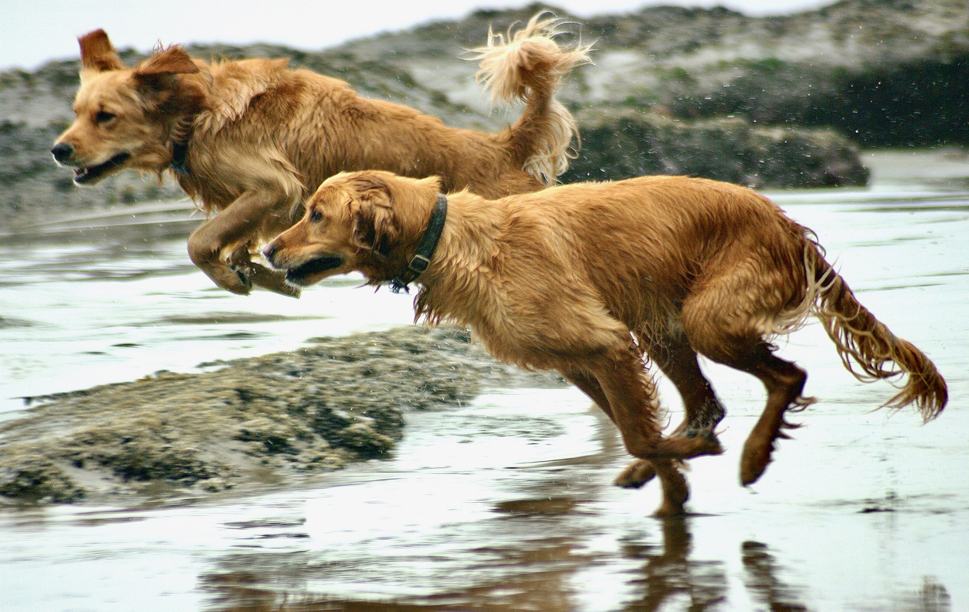 portogallo le spiagge che accettano i cani