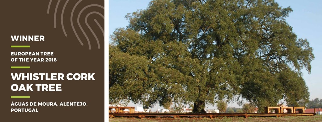 quarcia da sucghero secolare portogallo