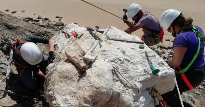 nido dinosauri carnivori portogallo