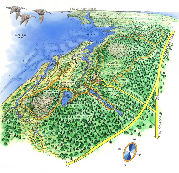 riserva naturale Wellfleet