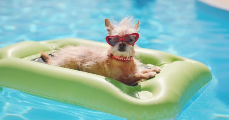 viaggiare con i cani in portogallo